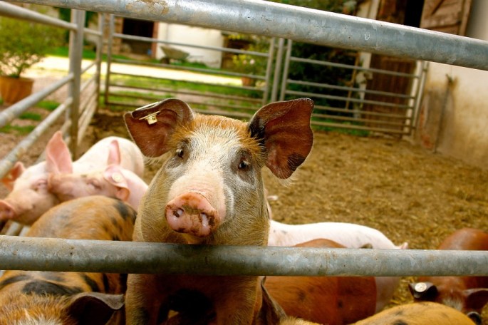 piglet-1033217_960_720