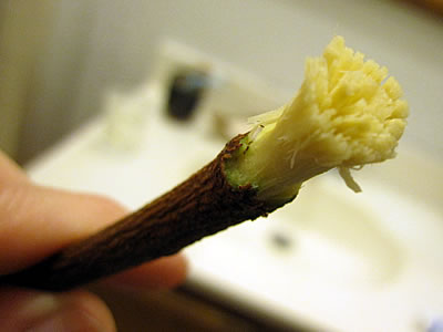 neem bark