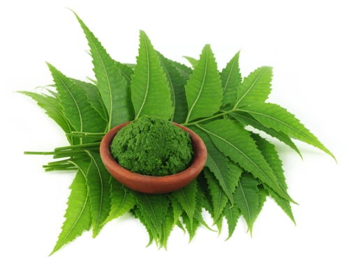 neem-leavs