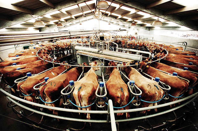 Flickr-factory-farm-Ardarve