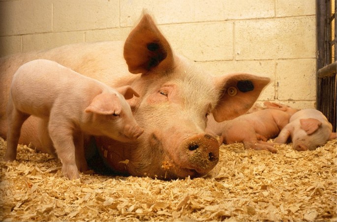 pigs-520896_960_720