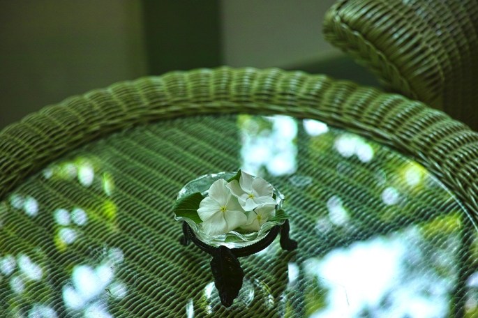 floating-flower-1782388_960_720.jpg