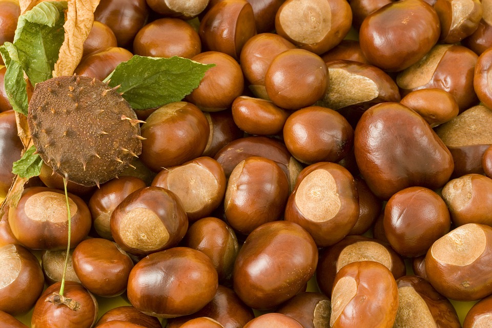 conkers-15186_960_720