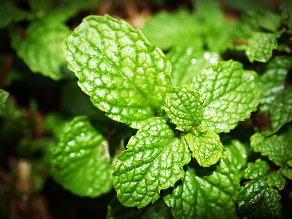 mint-1549247_960_720-1