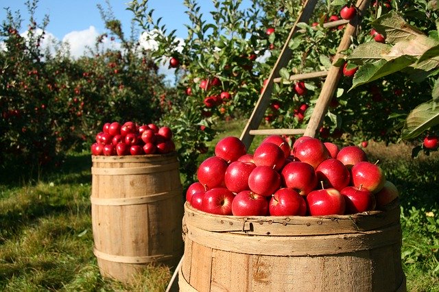 orchard-1872997_640