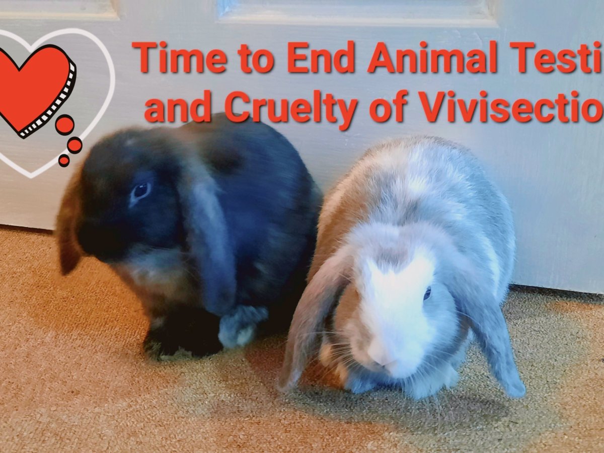 The Cruellest Evils of Animal Testing and Vivisection&nbsp;Exposed