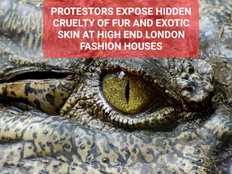 Ban on Cruel Animal Fur and Leather Trade&nbsp;Demanded