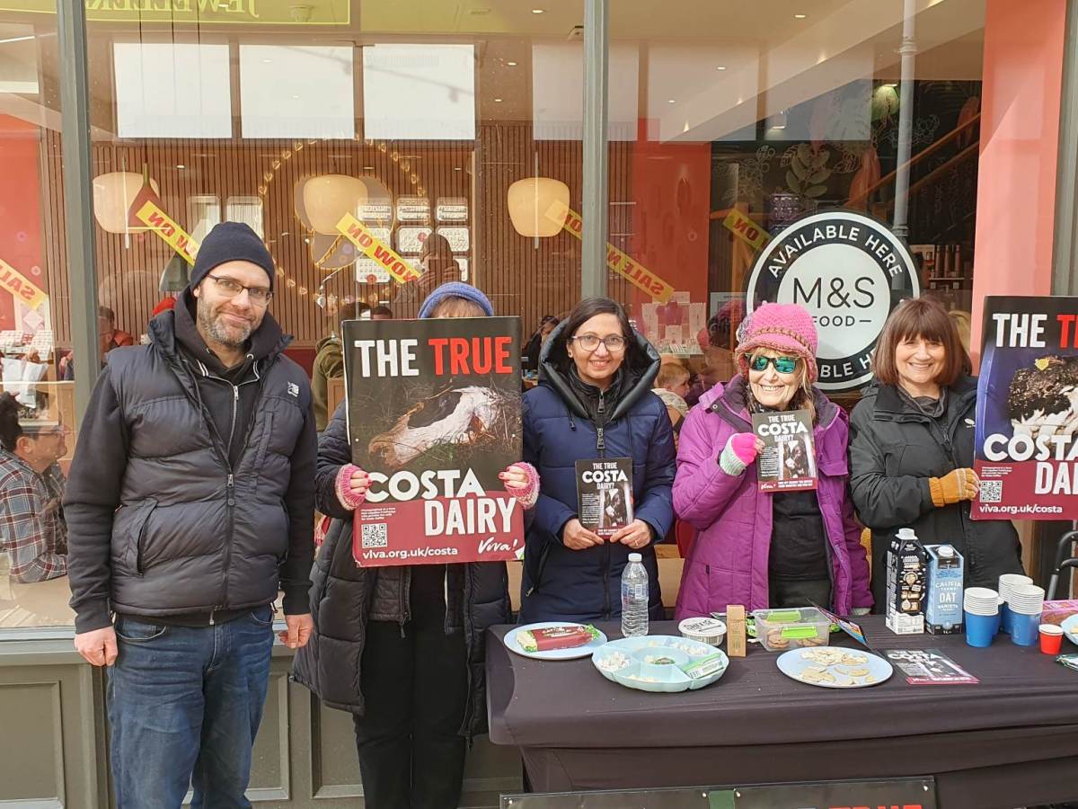 The True Costa Dairy Exposed by Viva’s UK-wide&nbsp;Campaign!!