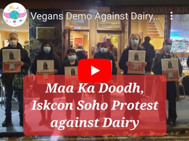 Protest Against Dairy at ISKCON Radhe Krishna Temple&nbsp;London